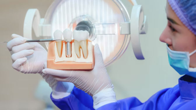 Dentist With Teeth Model